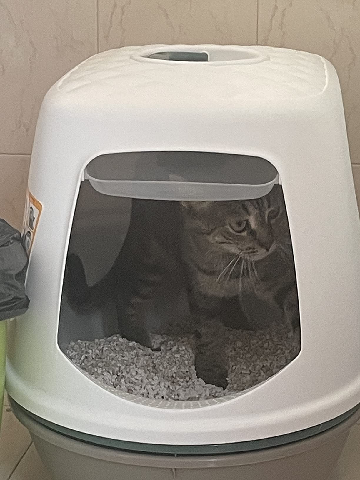 I miei due mici l'hanno adottata subito