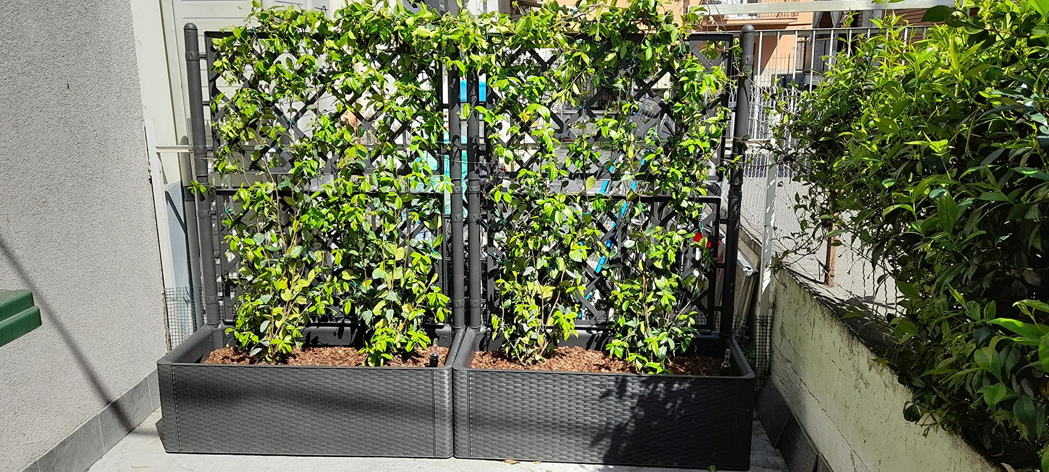 Perfetta per rampicanti
